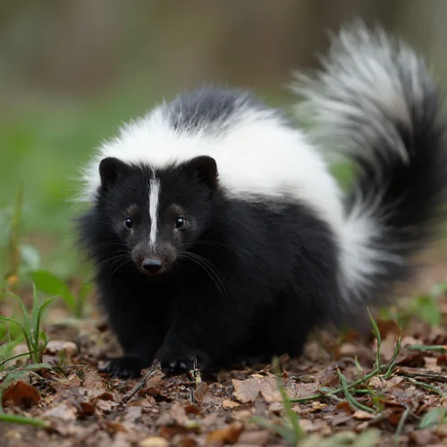 Skunk Hayvanı Nedir Özellikleri ve Davranışları Hakkında Bilgiler