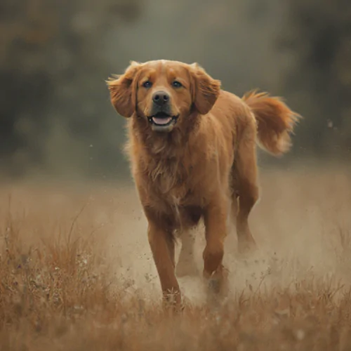 Sorumlu Köpek Sahibi Olmanın Önemi ve Temel İlkeleri